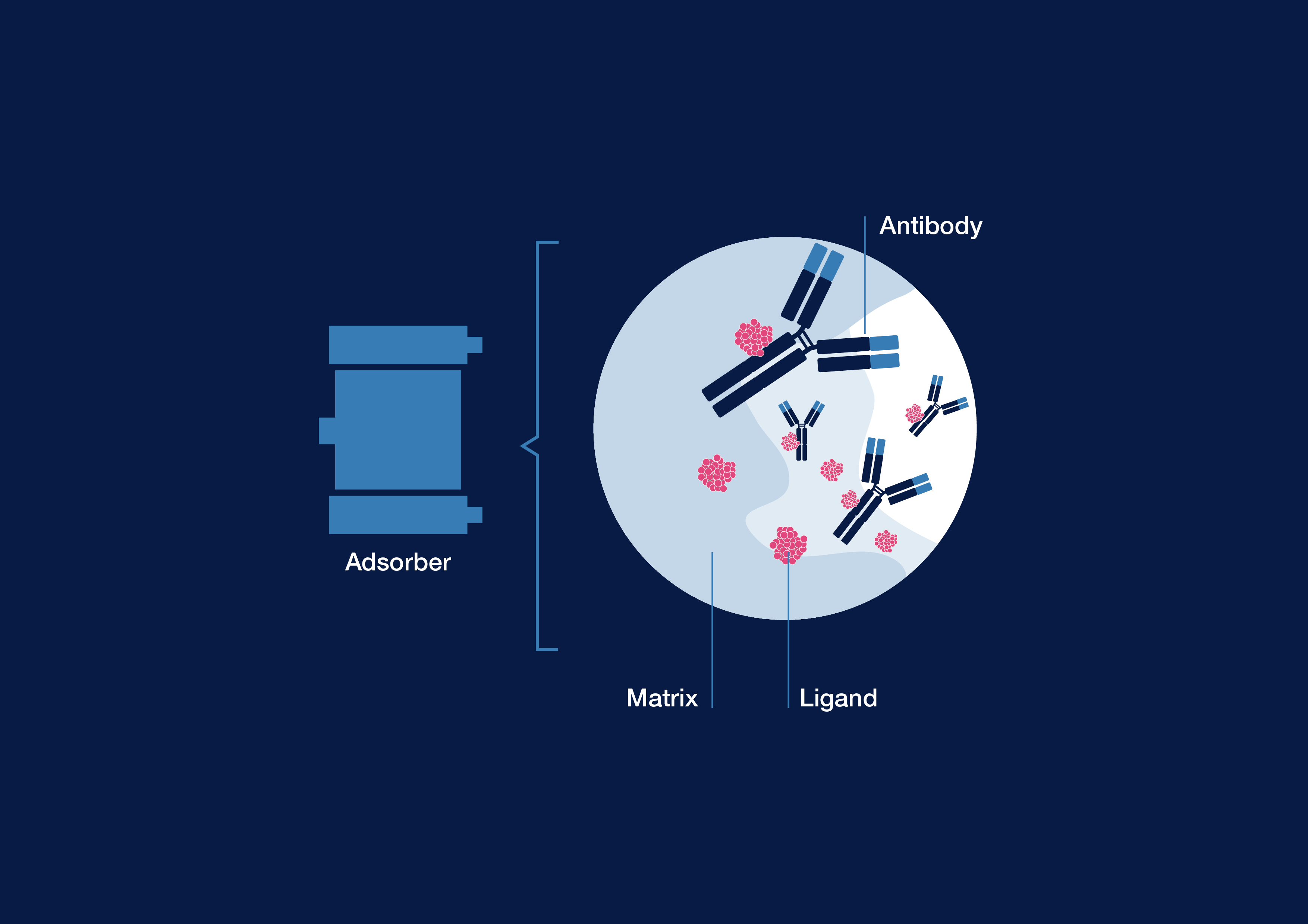 Immunoadsorbimento